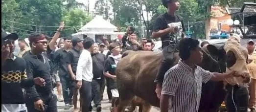Heboh! Ratusan Jagal Pegirian Bawa Sapi ke DPRD Surabaya, Tolak Relokasi (Ilustrasi)