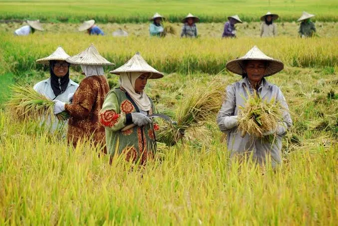 Negara Siapkan KUR Rp300 Triliun untuk Petani (Ilustrasi)