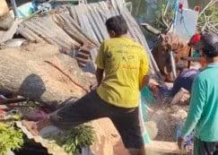 Pohon Lapuk Ambruk di Bangkalan, Perahu Nelayan dan Warung Hancur Tertimpa (Ilustrasi)