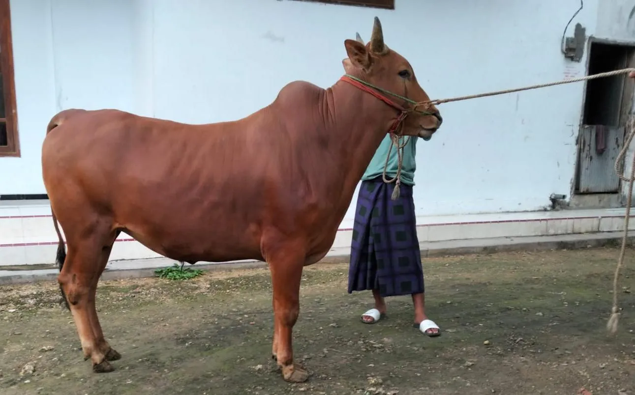 Pedagang Sapi di Bangkalan Mulai Kumpulkan Stok Jelang Idul Adha (Ilustrasi)